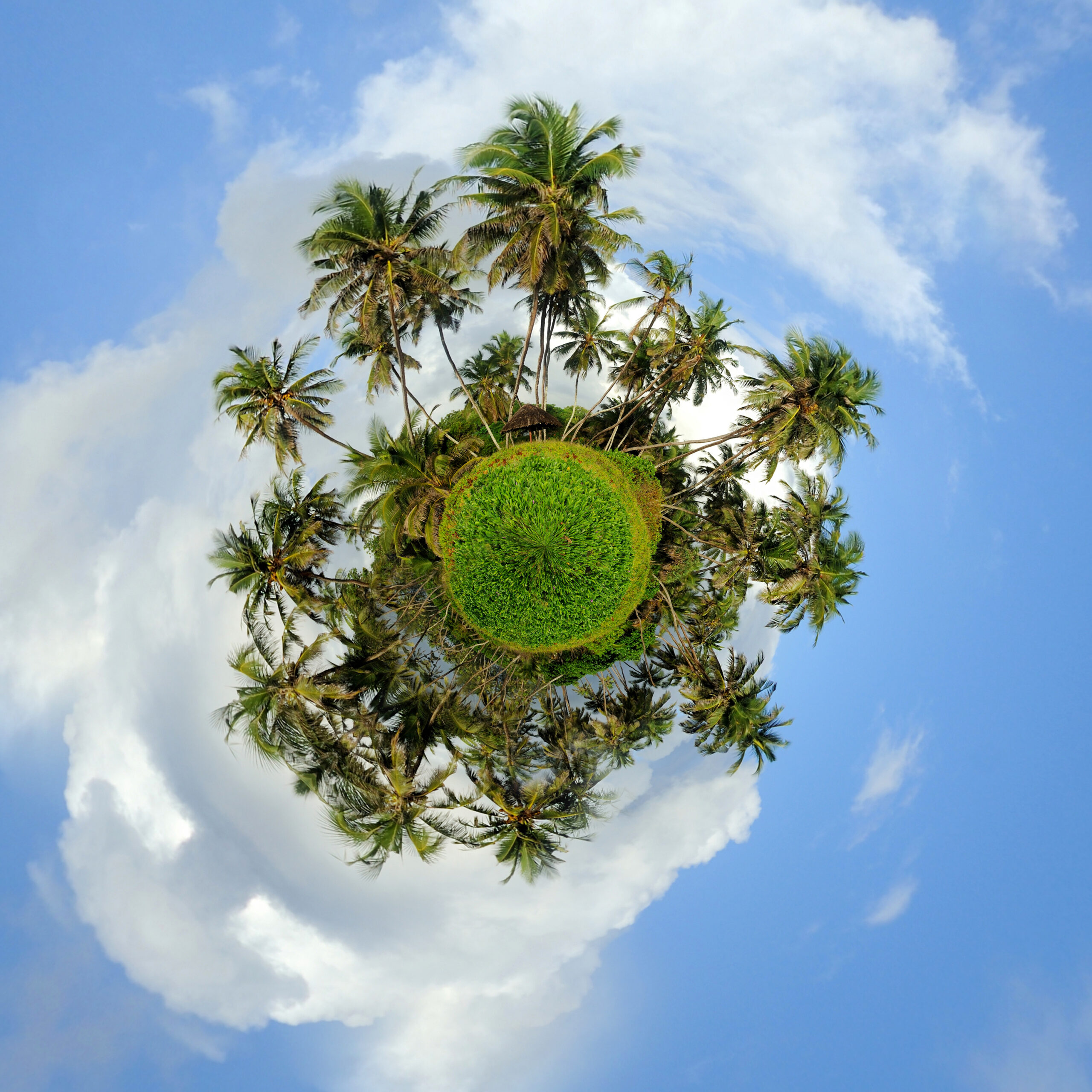 360 degree view of Palm tree